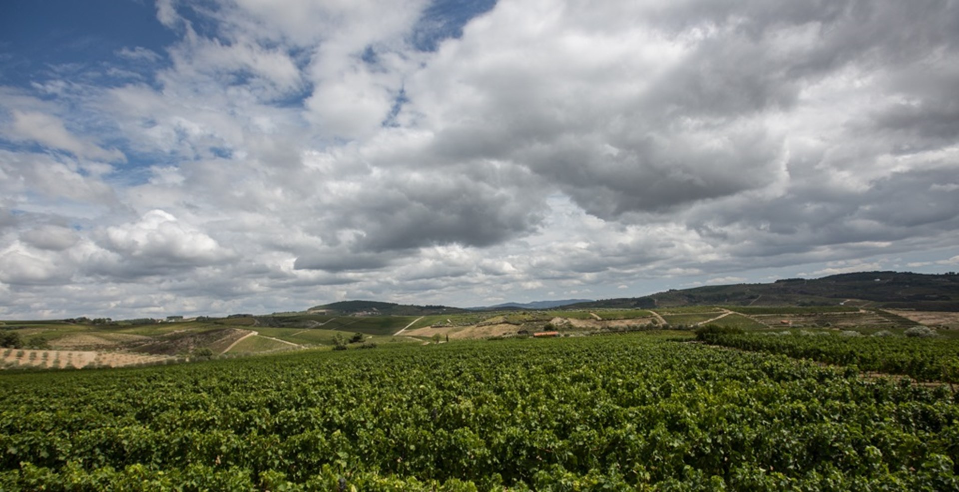 Paseo y cata de vinos en Alijó